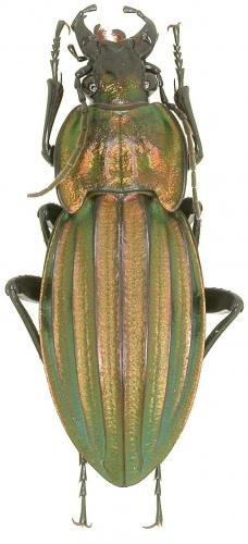 Réf. 53 546 : Carabus melancholicus costatus