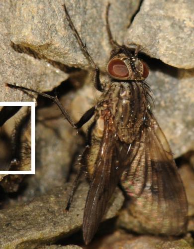 Helina evecta