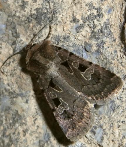 Chersotis andereggii