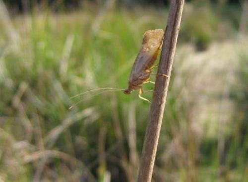 Réf. 53 245 : Limnephilus sp.