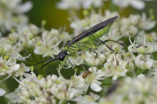 Réf. 53 754 : Tenthredo mesomela