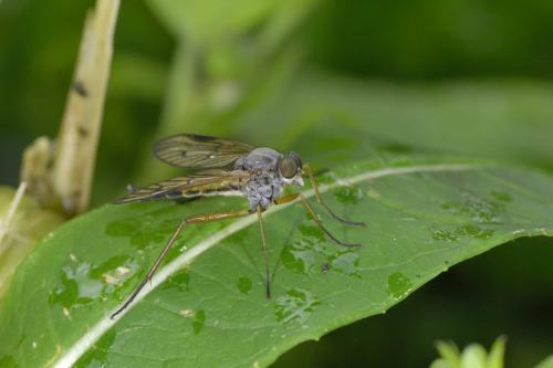 Réf. 53 702 : Rhagio vitripennis