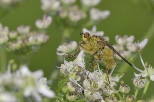 Scathophaga stercoraria