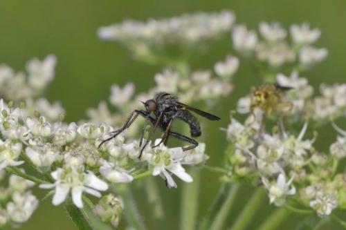 Empis tessellata