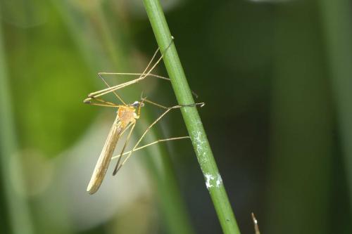 Phylidorea fulvonervosa