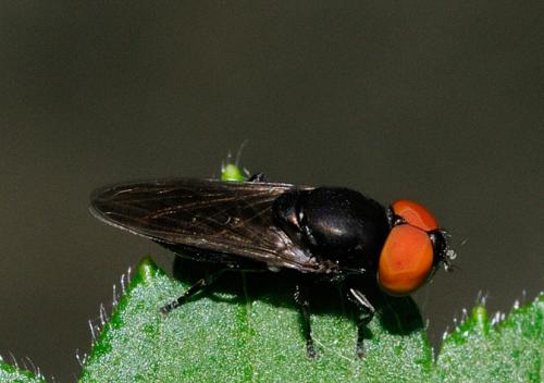 Réf. 53 536 : Chrysogaster solstitialis