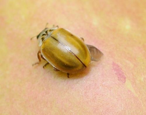 Aphidecta obliterata