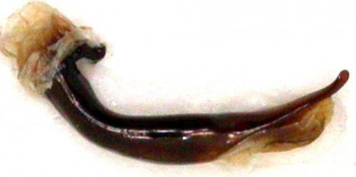 Réf. 53 549 : Carabus amplipennis pseudosteuarti