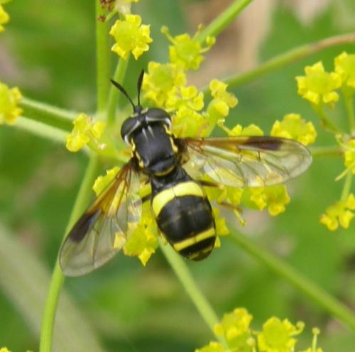 Chrysotoxum bicinctum