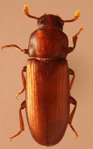 Tribolium castaneum