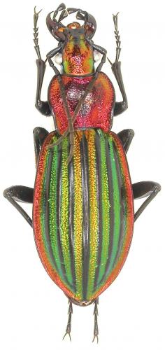 Réf. 53 541 : Carabus lineatus lateralis