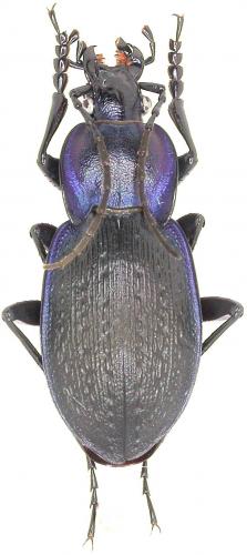 Réf. 53 547 : Carabus amplipennis pseudosteuarti