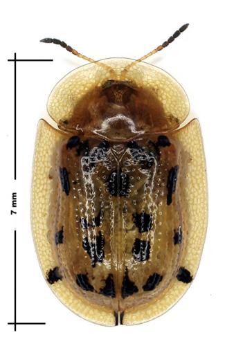 Réf. 53 949 : Aspidimorpha nigromaculata