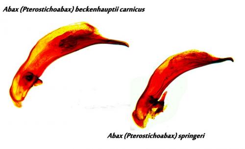 Abax divers