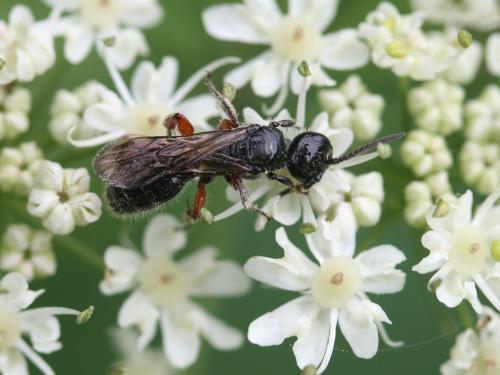 Tiphia femorata