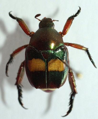 Popillia dorsigera