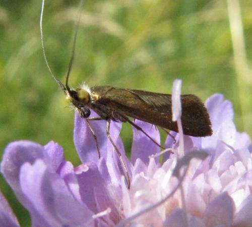 Nemophora metallica