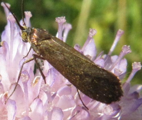 Nemophora metallica