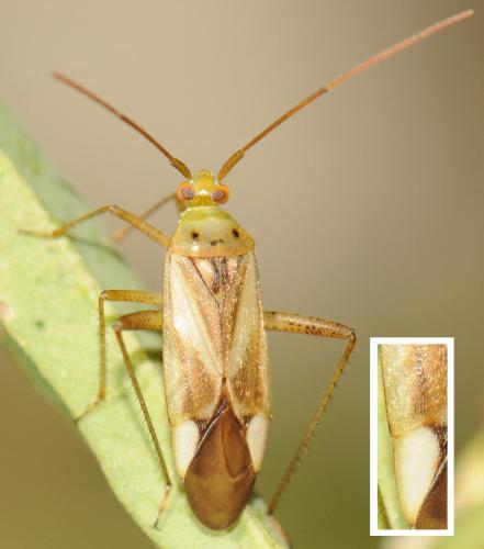 Réf. 53 912 : Adelphocoris lineolatus