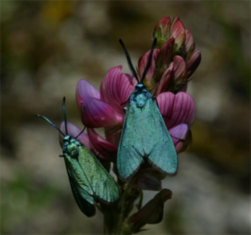Adscita sp.