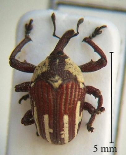Alcidodes karelini