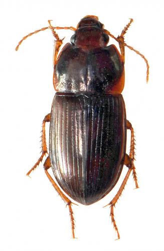 Amara brunnea