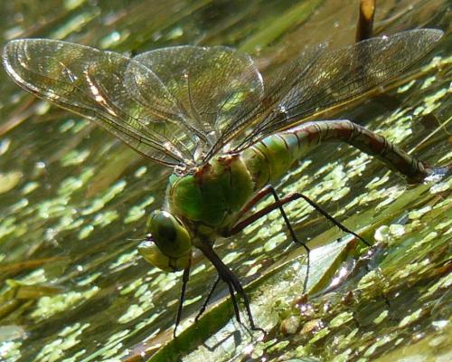 Anax imperator