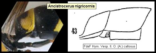 Ancistrocerus nigricornis