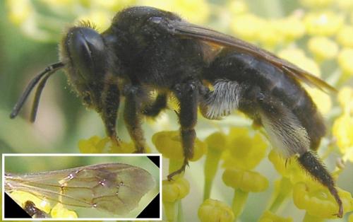 Andrena pilipes