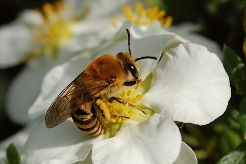 Réf. 53 373 : Colletes sp.