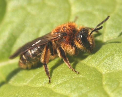 Réf. 53 965 : Andrena lagopus