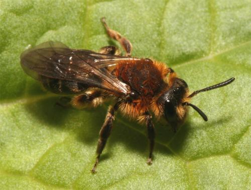 Réf. 53 966 : Andrena lagopus
