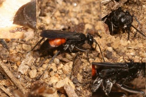 Réf. 53 455 : Anoplius infuscatus