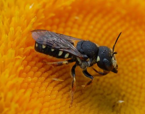 Réf. 53 240 : Pseudoanthidium lituratum