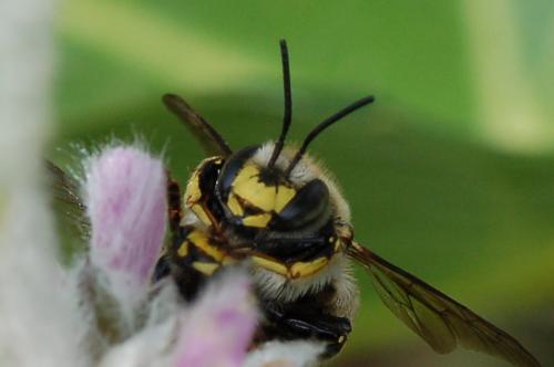 Réf. 53 230 : Anthidium sp.