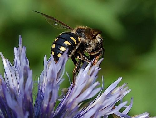 Anthidium septemspinosum