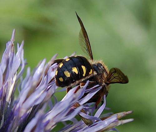 Anthidium septemspinosum