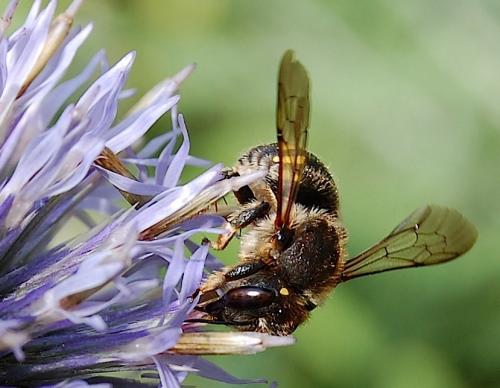 Anthidium septemspinosum