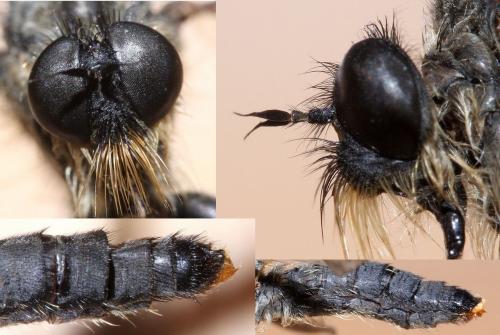 Antipalus varipes