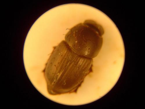 Colobopterus erraticus