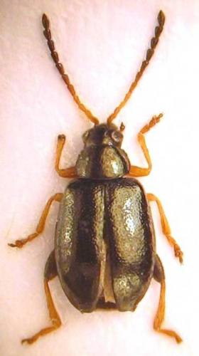 Réf. 53 746 : Aphthona euphorbiae