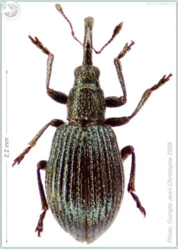Réf. 53 133 : Ischnopterapion virens
