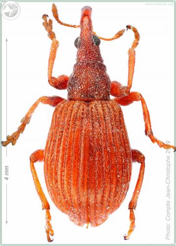 Apion frumentarium