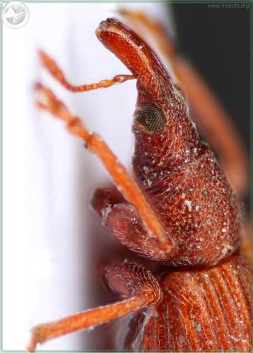 Apion frumentarium