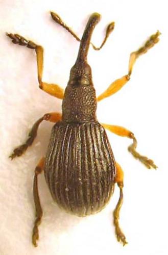 Protapion interjectum