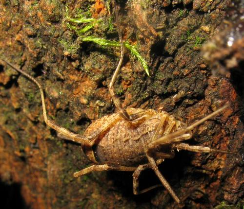 Odiellus spinosus