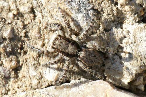 Réf. 53 438 : Menemerus sp.