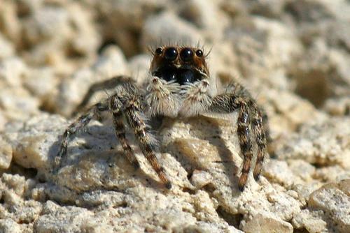Réf. 53 439 : Menemerus sp.