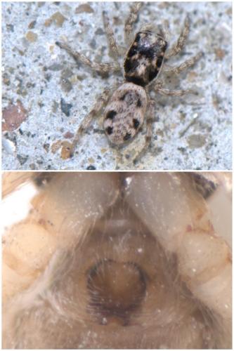Salticus mutabilis