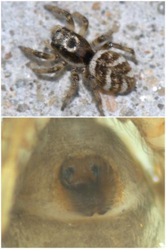 Salticus scenicus